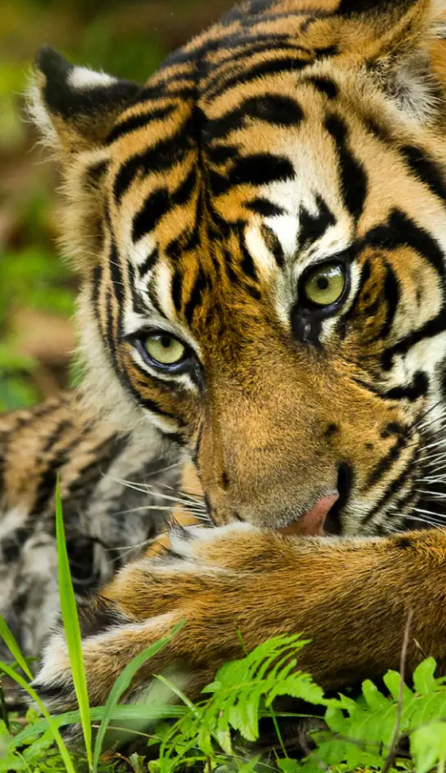 A tiger in the wild