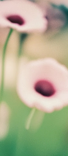 A soft focus image of flowers in a field, with the prompt 'A soft focus photo of flowers'.